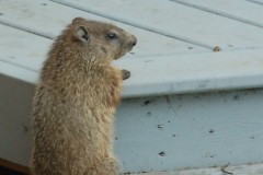 gopher